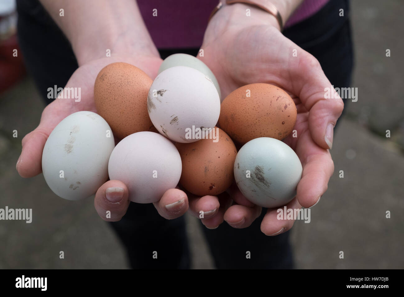 Hands holding out varied fresh laid eggs Stock Photo