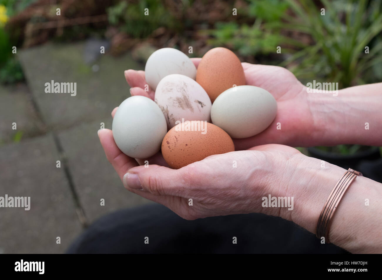 Hands holding fresh laid eggs Stock Photo Alamy