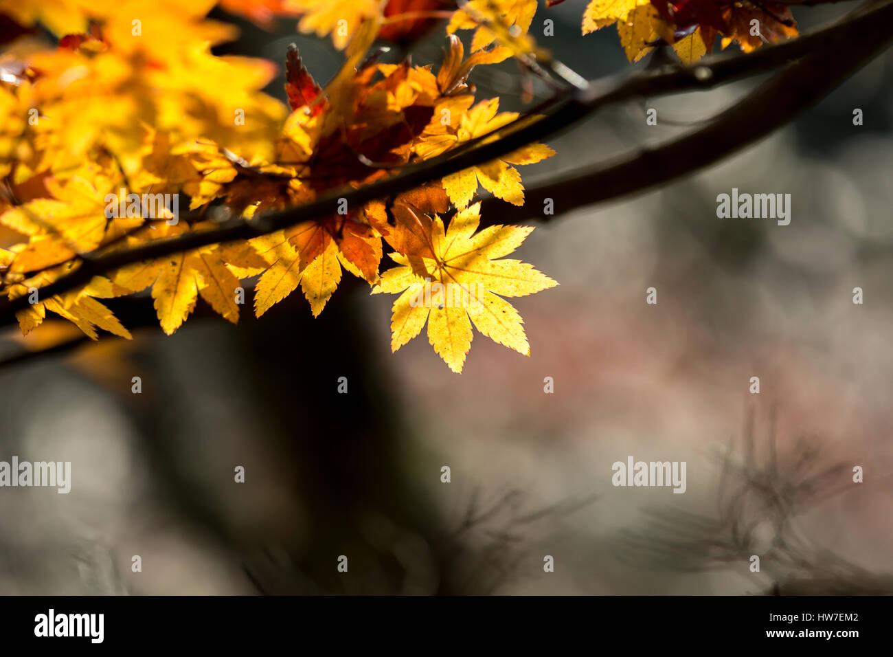 Red leave of maple tree for autumn fall background Stock Photo - Alamy