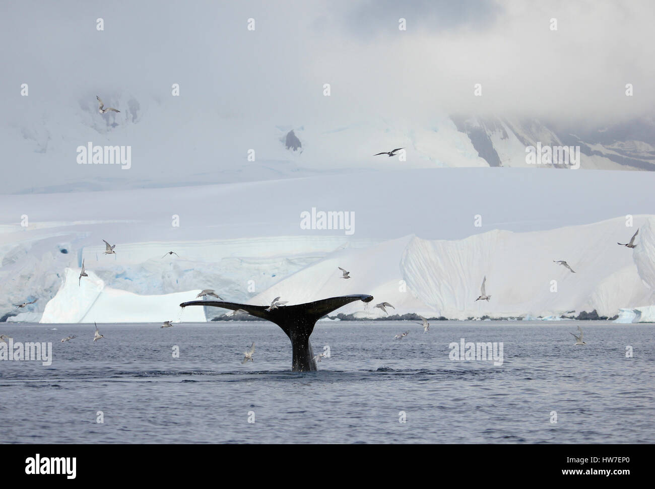Humpback whale tail, showing on the dive, Antarctic Peninsula Stock ...