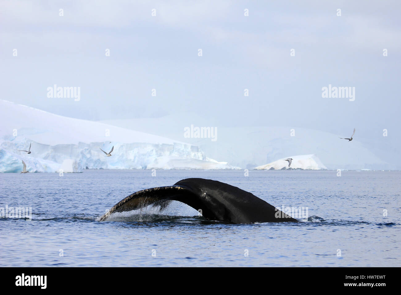 Humpback whale tail, showing on the dive, Antarctic Peninsula Stock ...