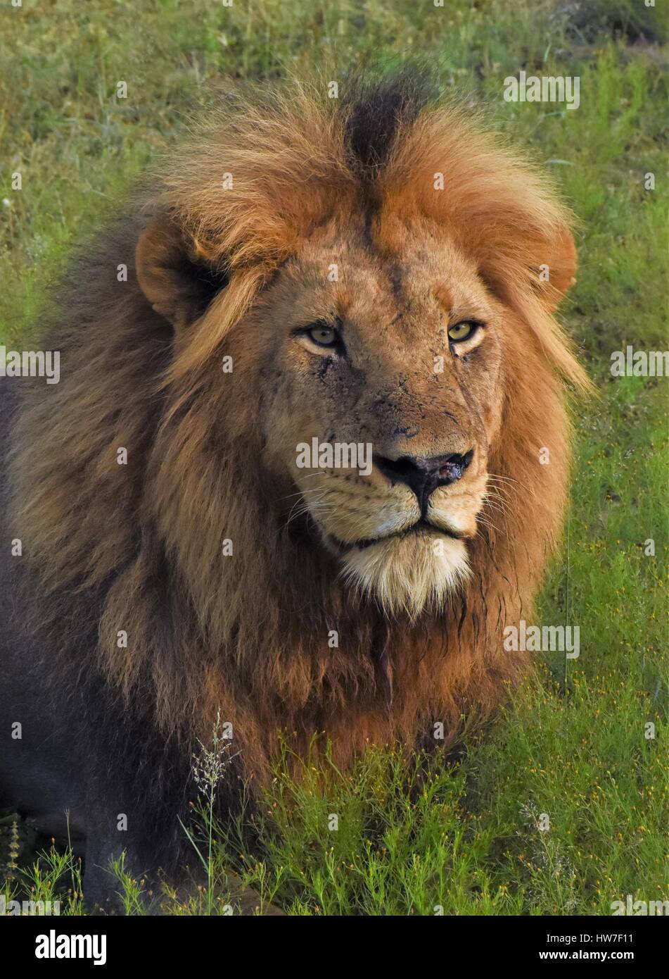 Close up of Male lion Stock Photo - Alamy