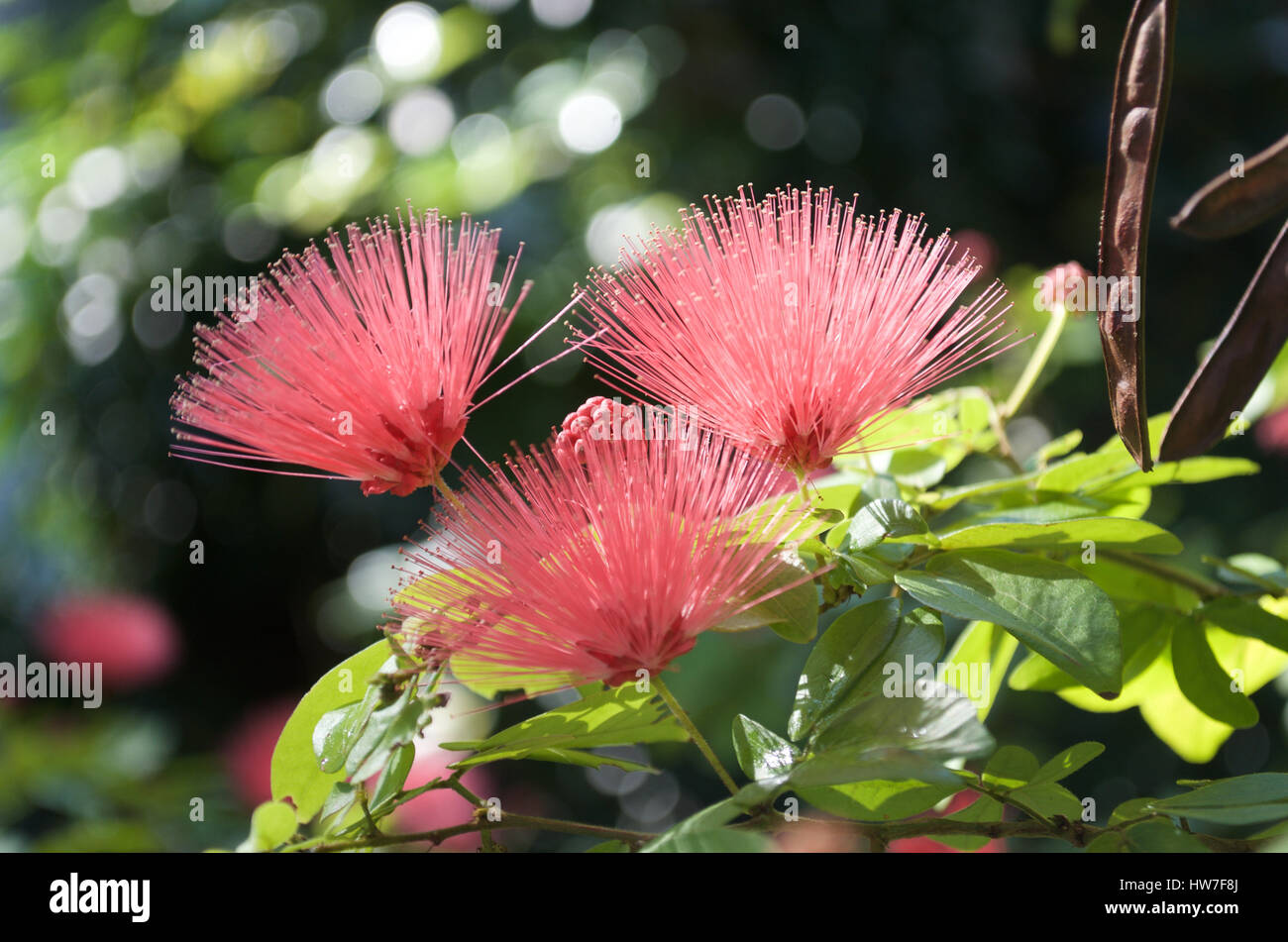 Closeup of a shaving brush tree (Pseudobombax ellipticum) in Key West