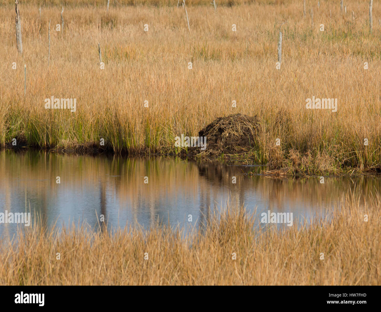 Beaver lodge at Blackwater National Wildlife Refuge Stock Photo Alamy