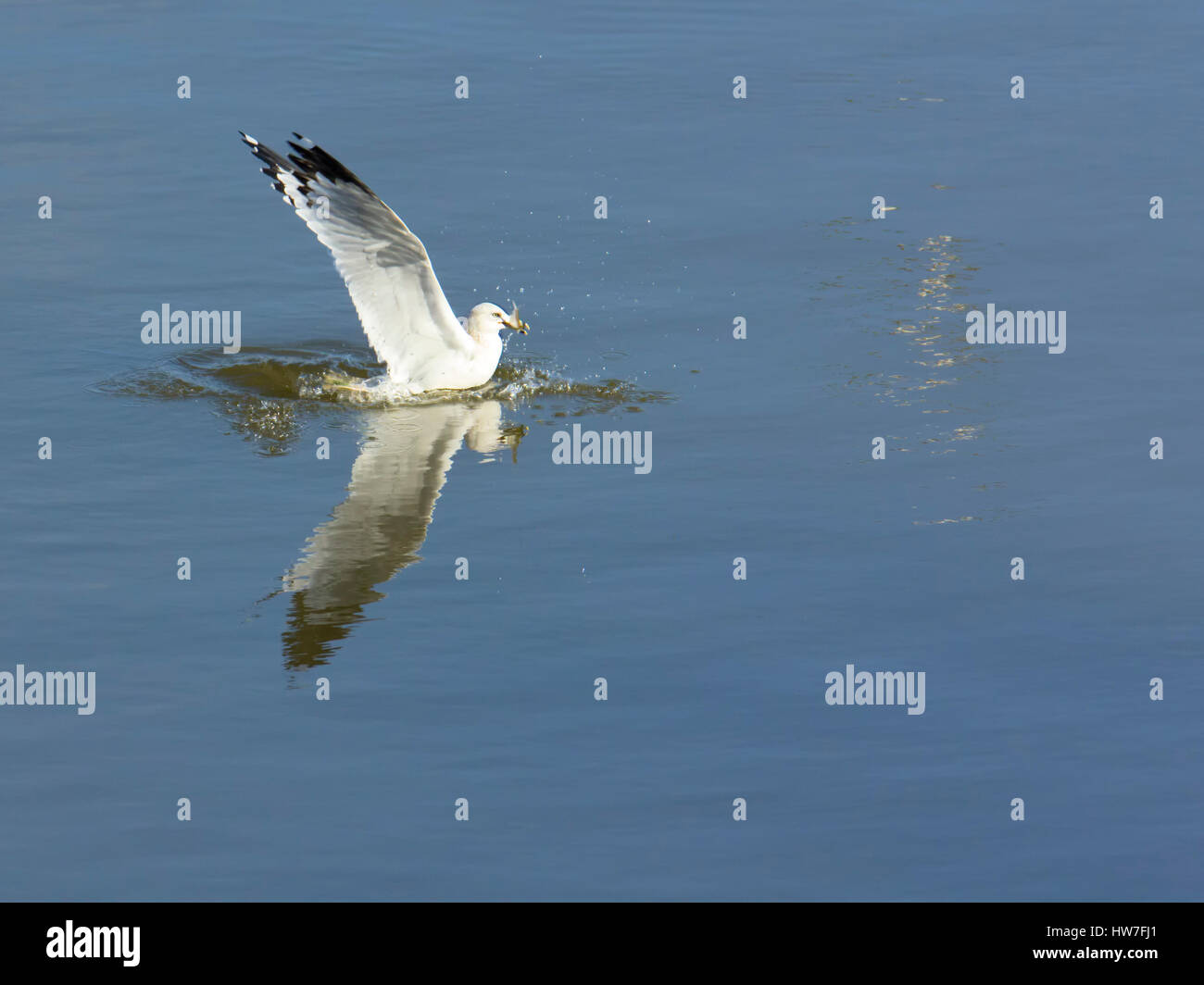 Seagull catches a fish in the Susquehanna River near Conowingo Dam Stock Photo