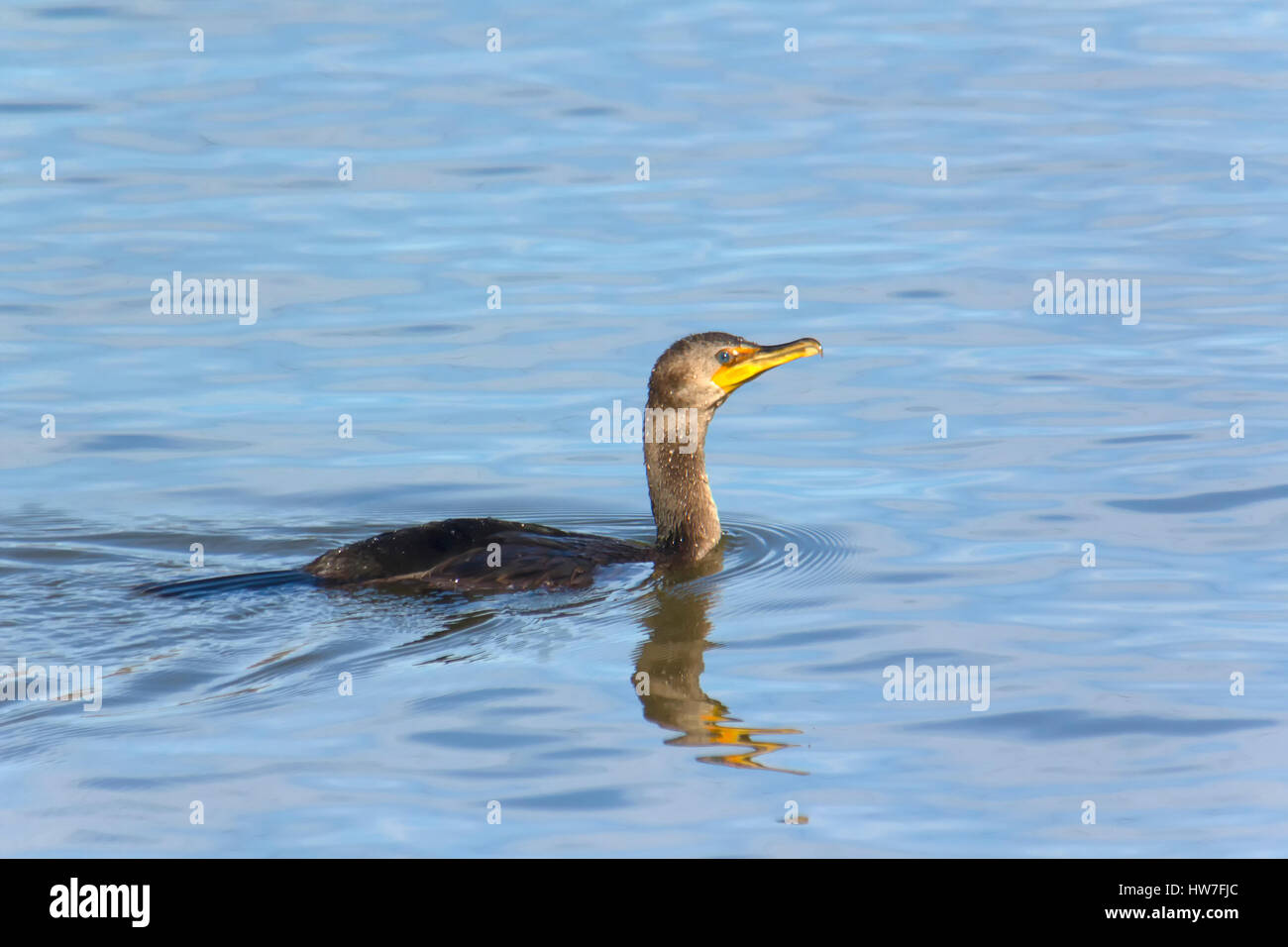 Cormorant swimming in Susquehanna River near Conowingo Dam. Stock Photo
