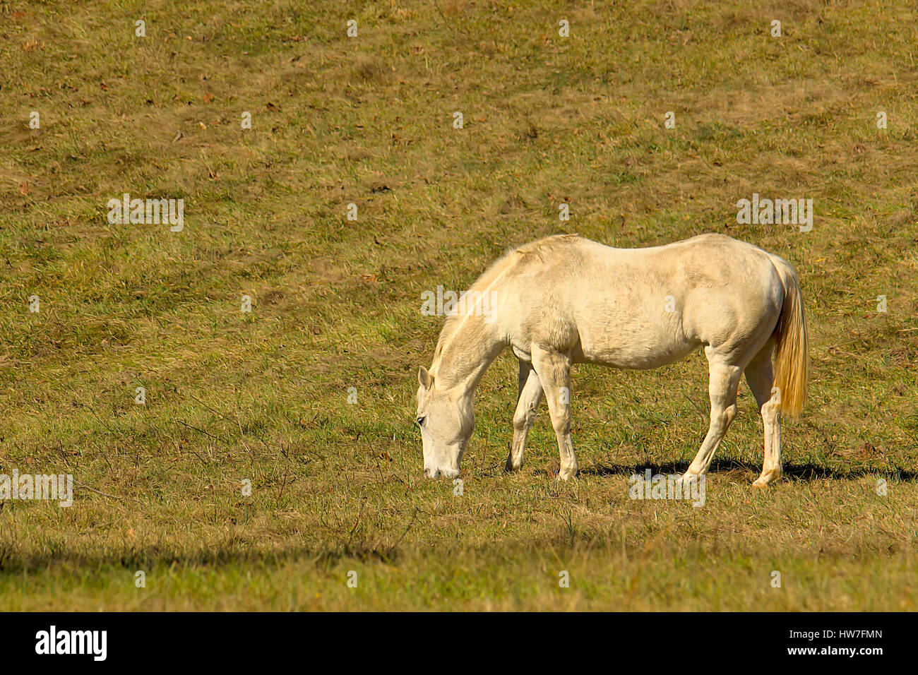 Perlino horse grazing in winter pasture Stock Photo
