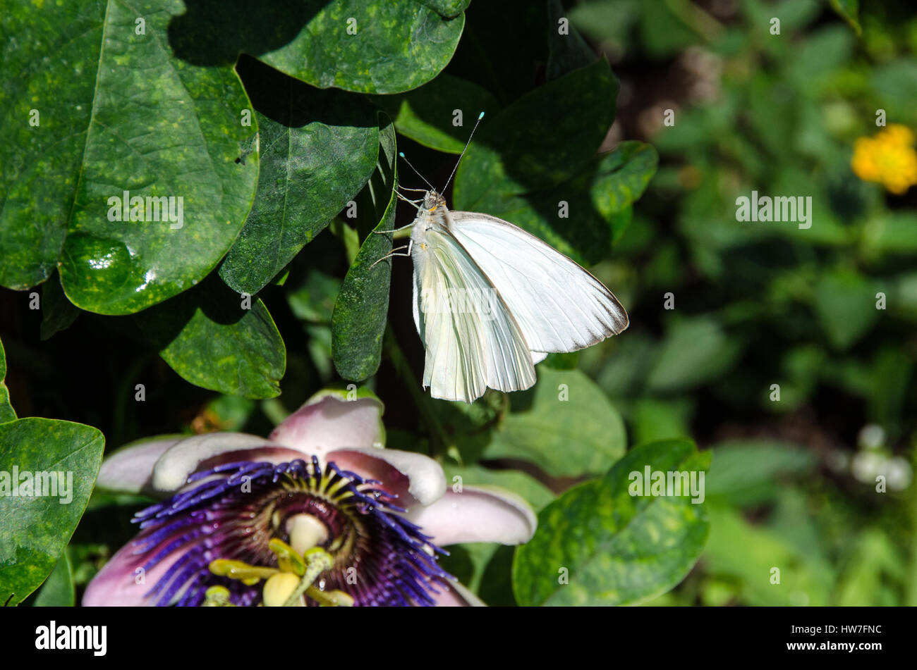 Great Southern White butterfly rests on green leaf above passion flower bloom. Stock Photo