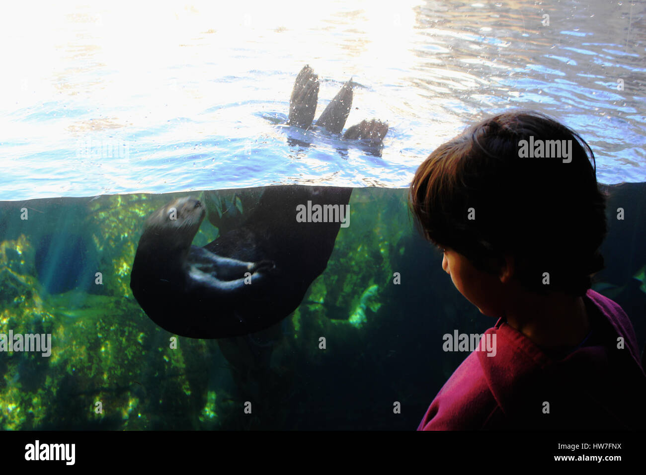 Monterey bay aquarium Stock Photo