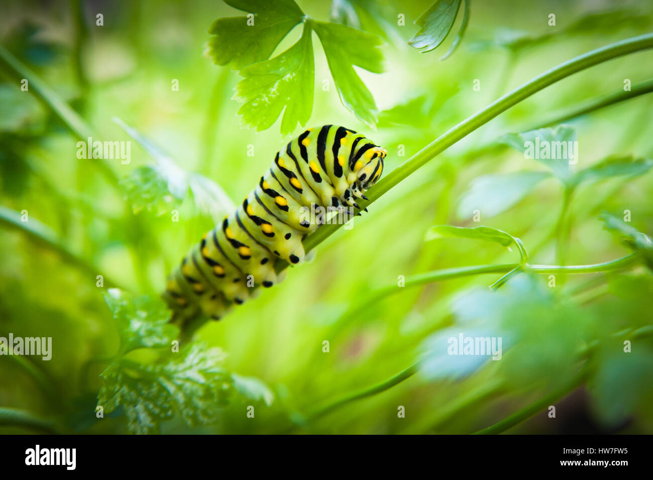 Swallowtail larva hires stock photography and images Alamy