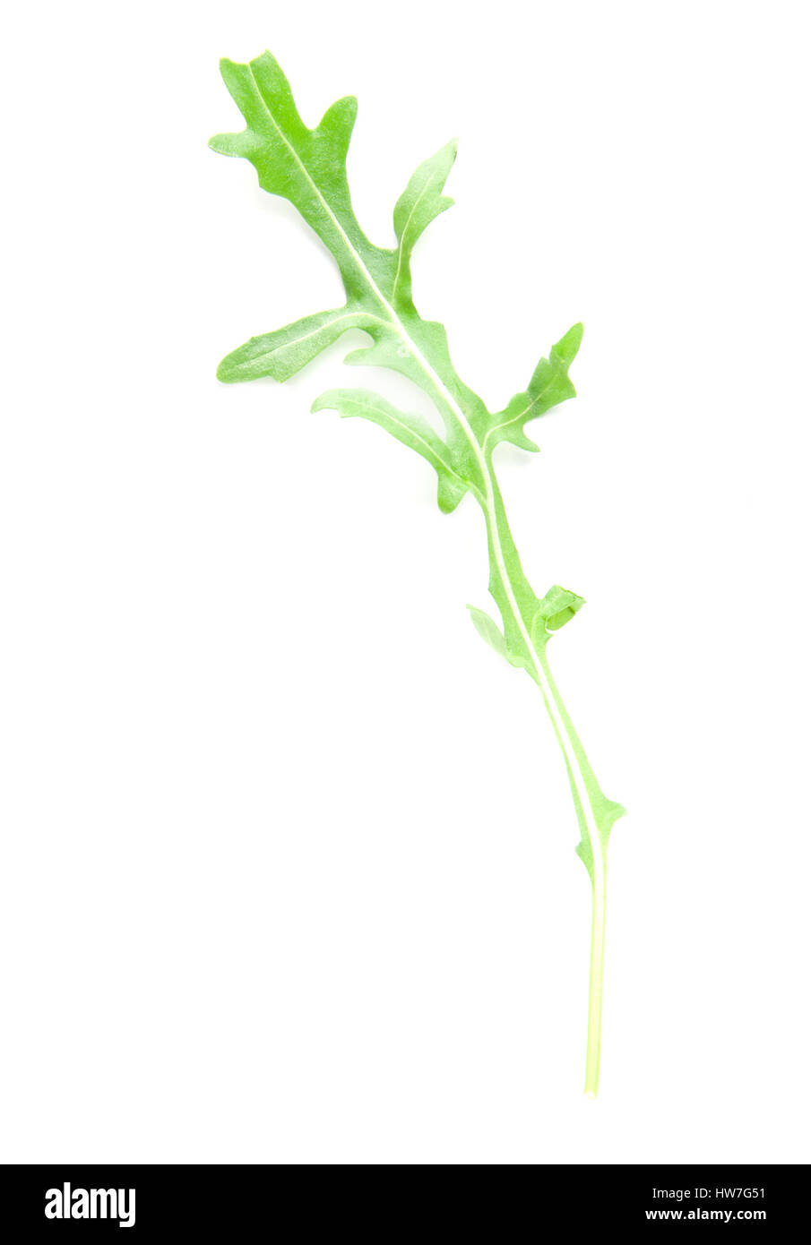 fresh arugula leaves on white background Stock Photo