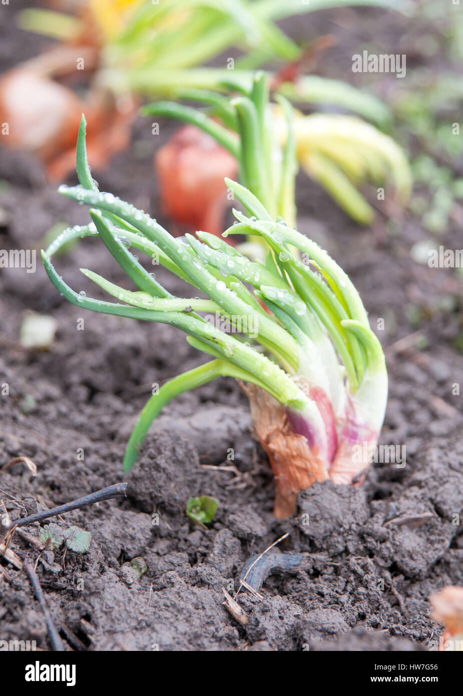 a organically grown onion. A Close up Stock Photo - Alamy