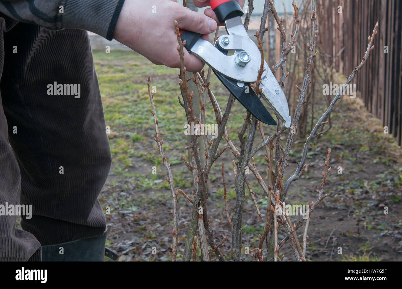 pruning of the currant bush Stock Photo Alamy