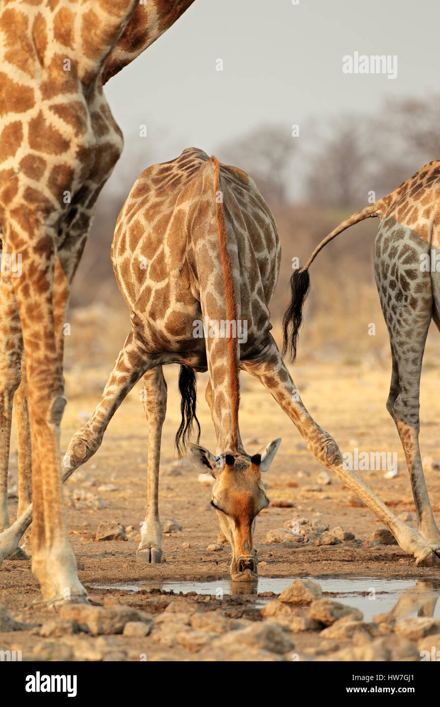 Giraffe (Giraffa camelopardalis) drinking water, Etosha National Park, Namibia Stock Photo