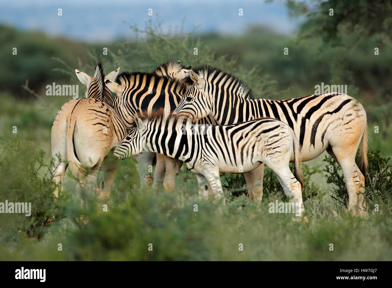 Plains (Burchells) zebras (Equus burchelli) in natural habitat, South Africa Stock Photo