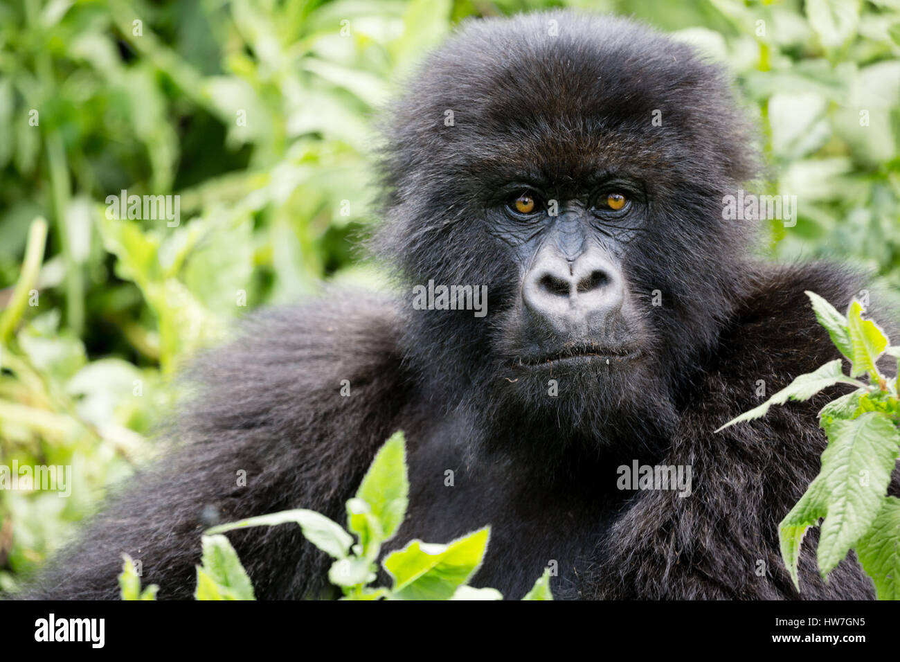 mountain gorilla, Volcanoes National Park, Rwanda Stock Photo