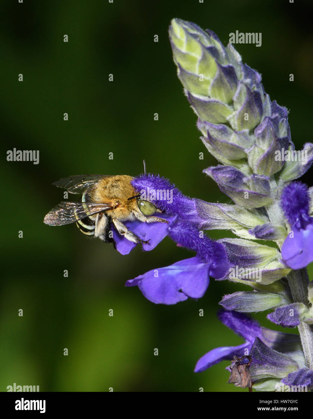 Blue Banded Bee on Blue Salvia Stock Photo