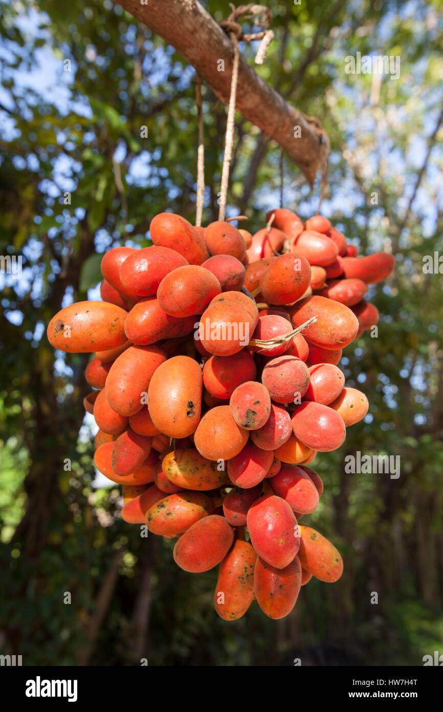 Indonesia, East Nusa Tenggara, West Timor, South Central Timor Regency, Koknaba fruit (Uvaria rufa) for sale on the road side Stock Photo