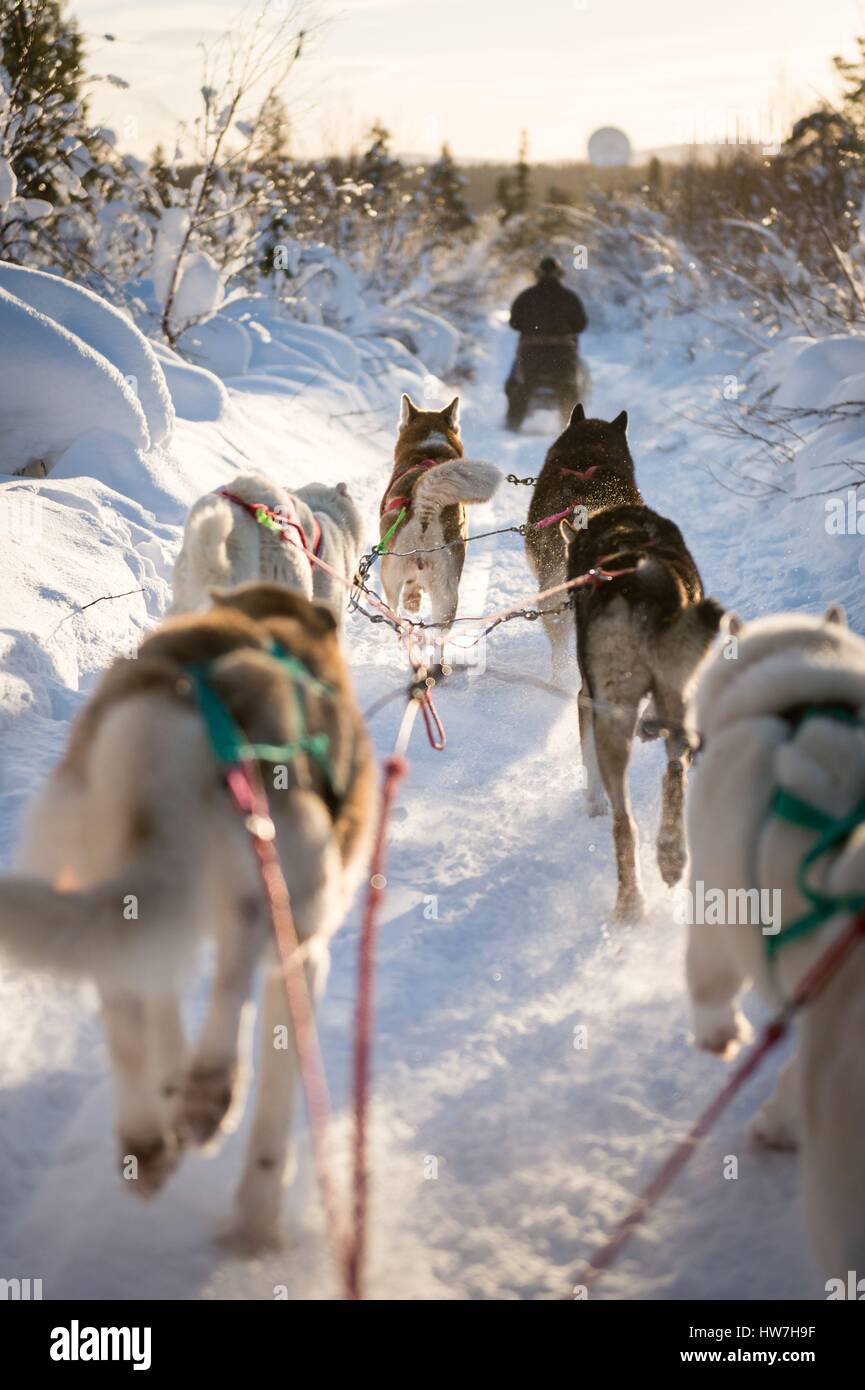 Sweden, Norrbotten, Kiruna, dog sledding in Swedish Lapland Stock Photo