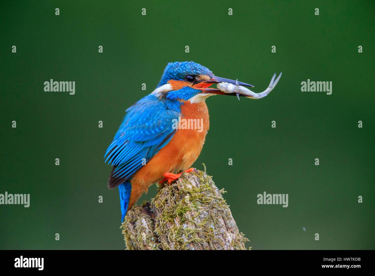 France, Ain, Dombes, Common kingfisher or Eurasian kingfisher, or River kingfisher (Alcedo atthis), adult with fish Stock Photo