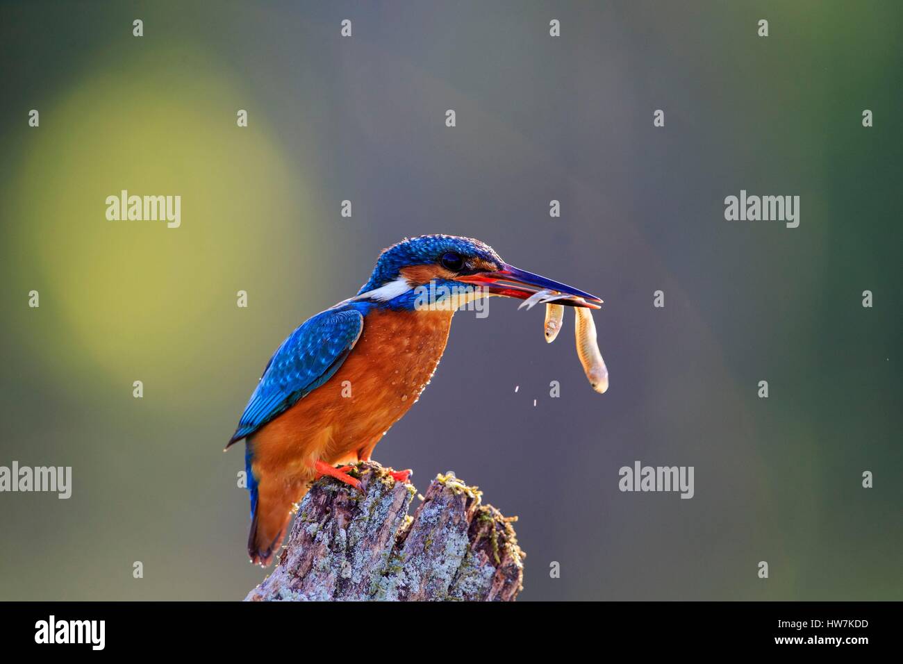France, Ain, Dombes, Common kingfisher or Eurasian kingfisher, or River kingfisher (Alcedo atthis), adult with two fishes Stock Photo