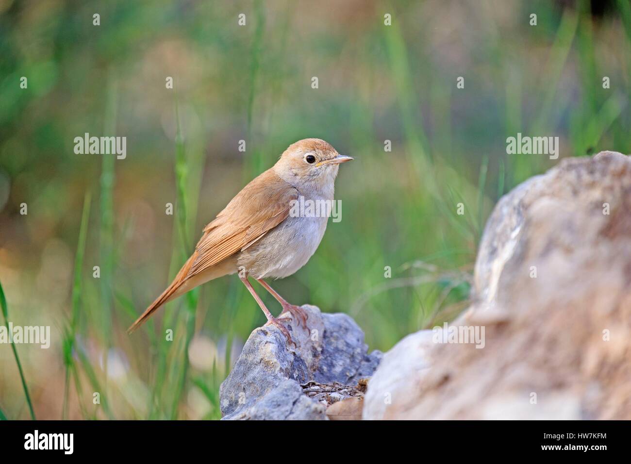 Spain, Catalonia, Lleida Province, Montsonis, Nightingale (Luscinia megarhynchos) Stock Photo