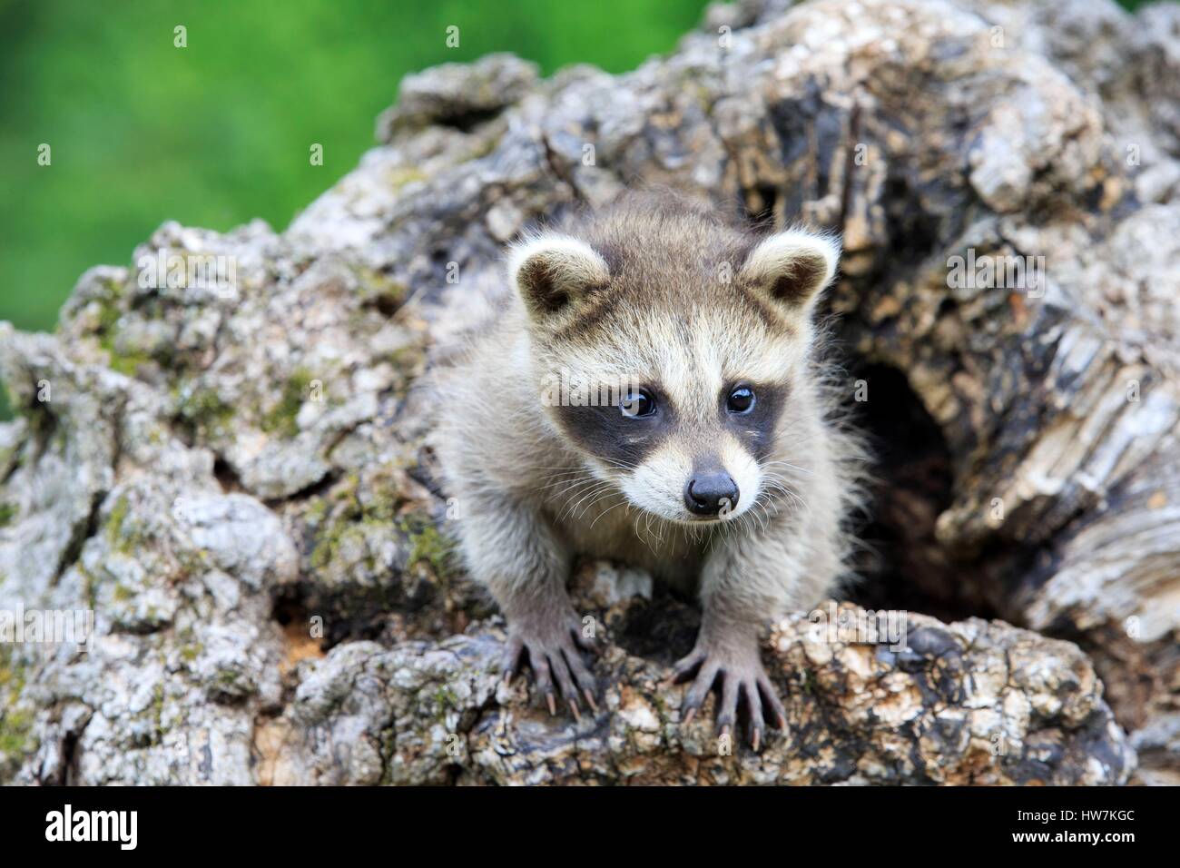 United States, Minnesota, Raccoon or racoon (Procyon lotor), youngs Stock Photo