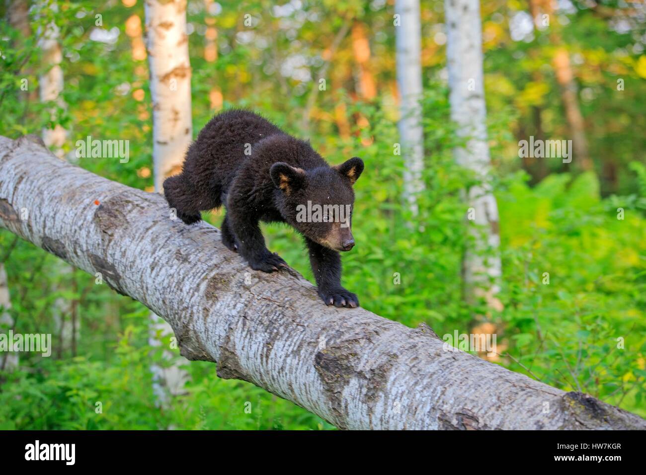 United States, Minnesota, Black bear(Ursus americanus), young in a tree Stock Photo