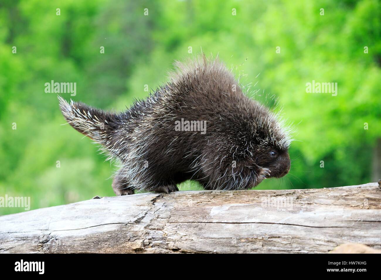 United States, Minnesota, Porcupine (Erethizon dorsatum Stock Photo Alamy