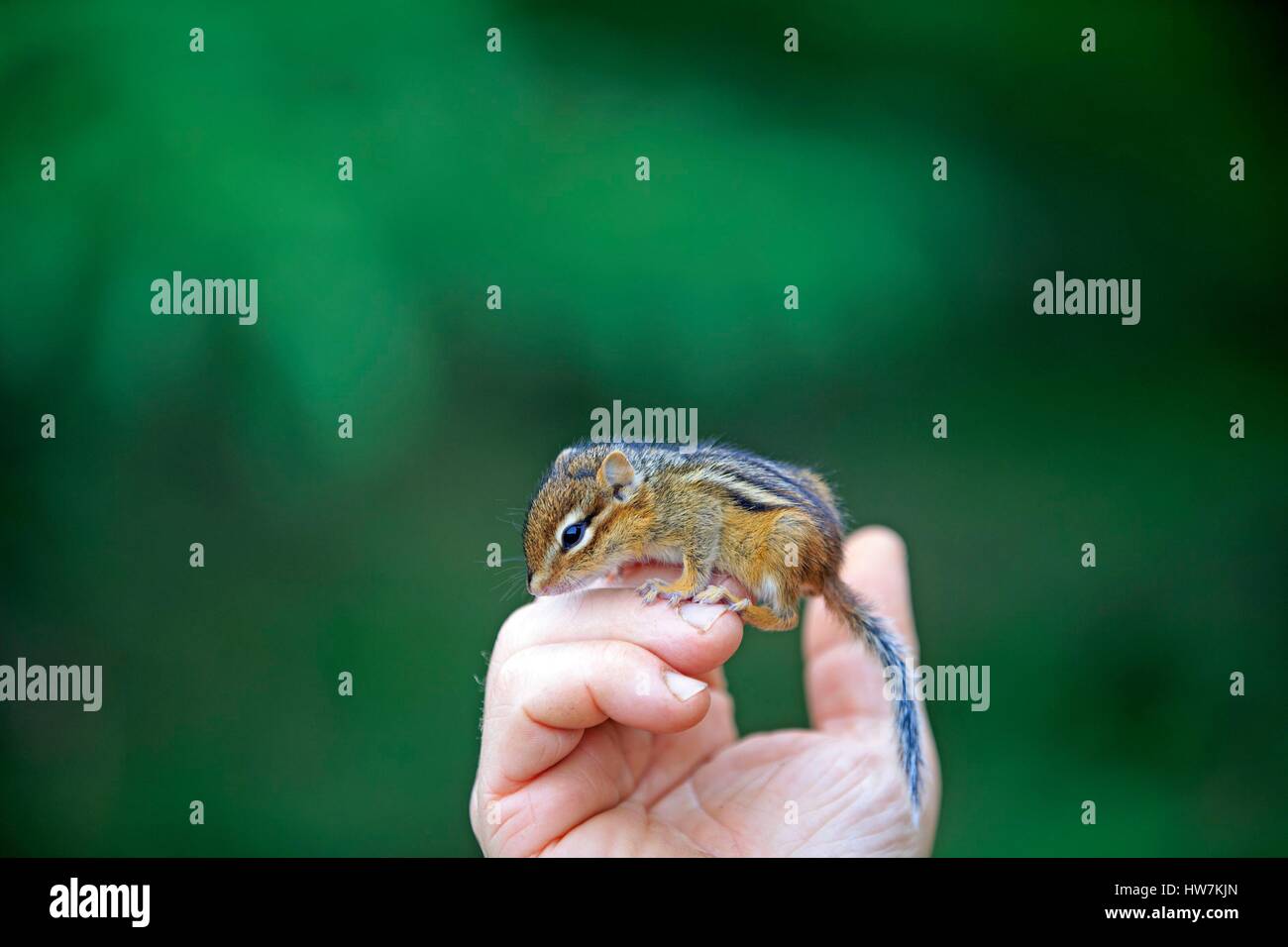 United States, Minnesota, Eastern chipmunk (Tamias (Tamias) striatus), young on a hand Stock Photo