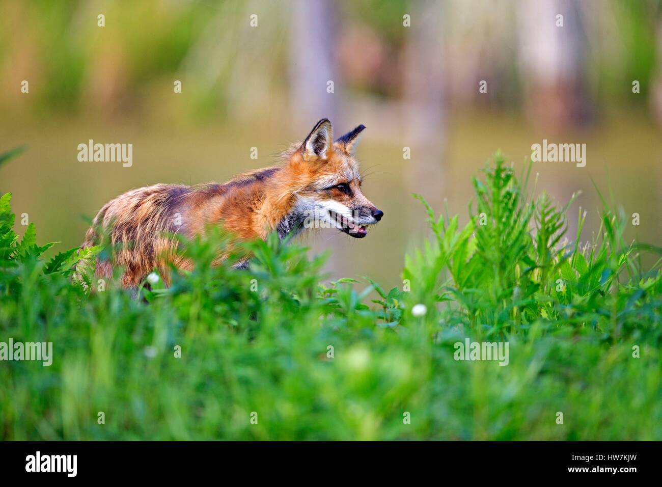 United States, Minnesota, Red Fox (Vulpes vulpes)adult Stock Photo - Alamy