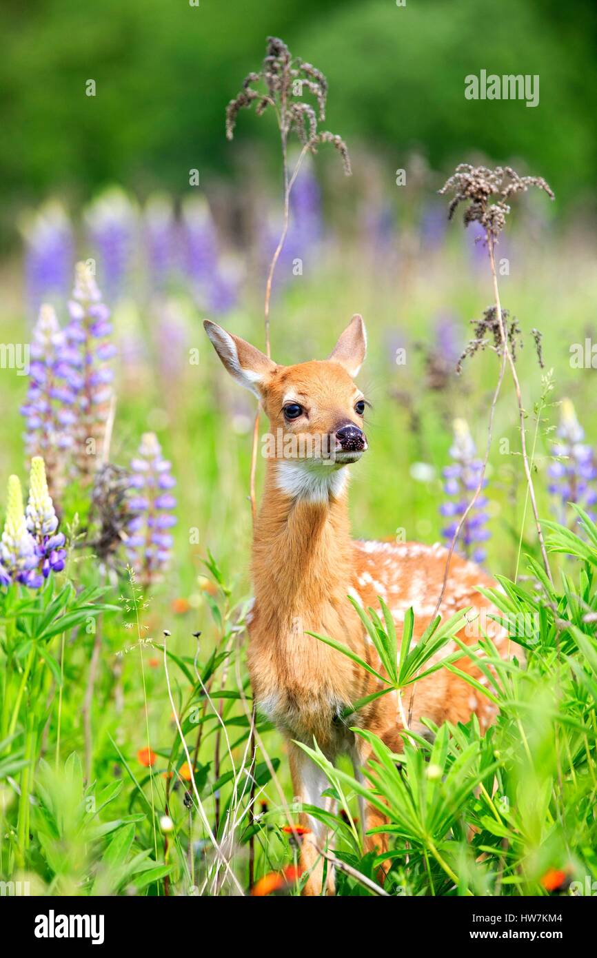 United States, Minnesota, White tailed Deer (Odocoileus virginianus), baby, in a meadow with lupins Stock Photo