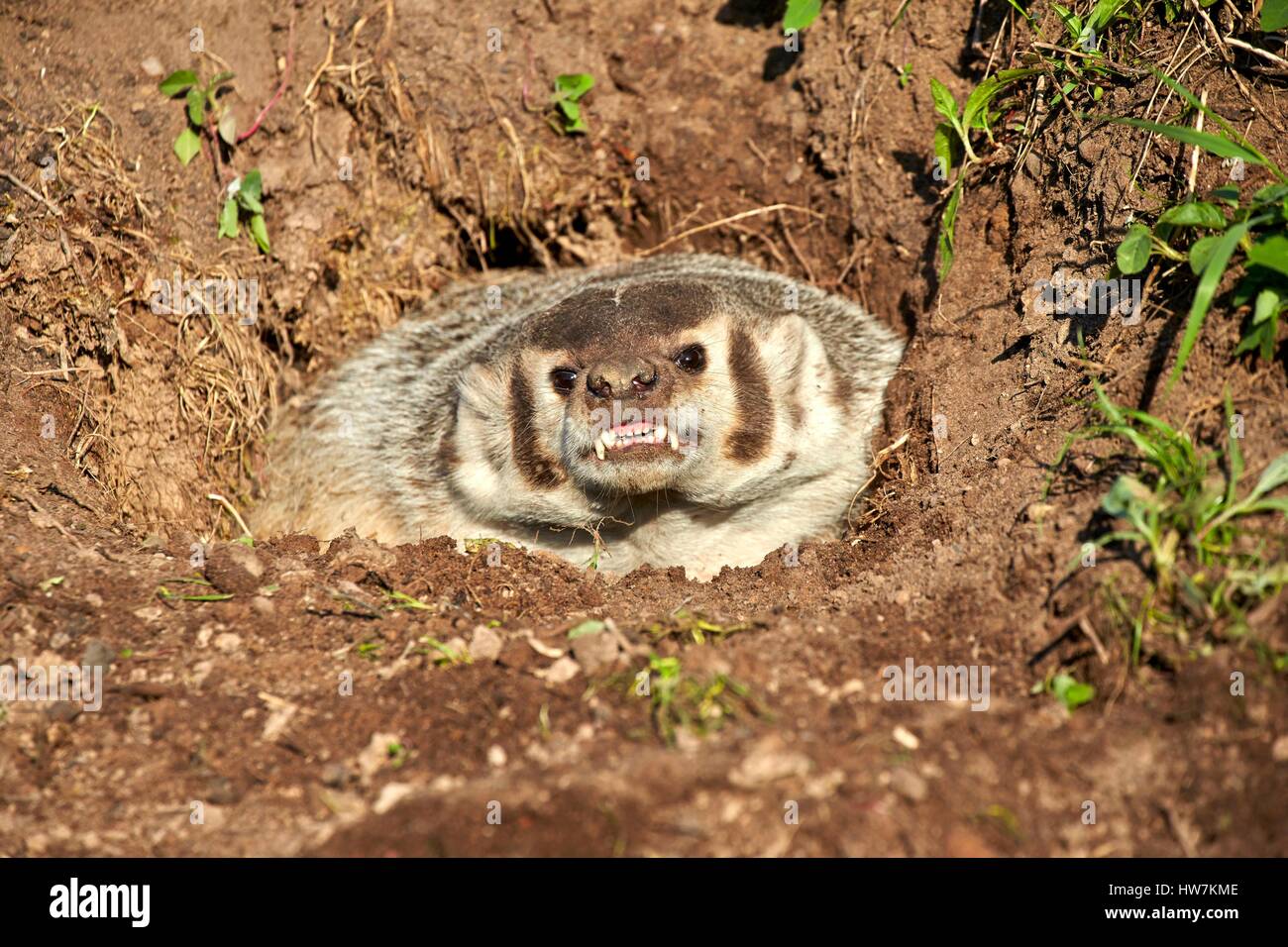 United States, Minnesota, American badger (Taxidea taxus Stock Photo