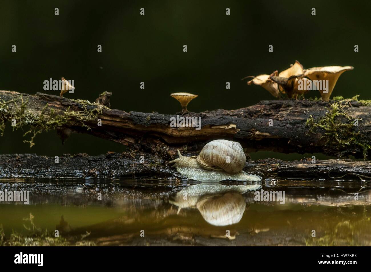 Hungary, Csongrad, Kiskunsagi National Park, Pusztaszer, gastropoda (Helix pomatia) Stock Photo