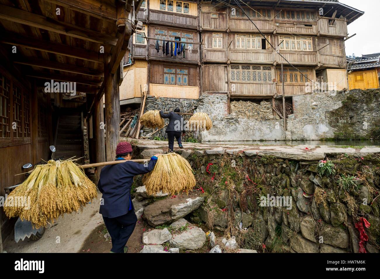 China, Guizhou, Zhaoxing, Tangan village, transporting rice with yokes ...