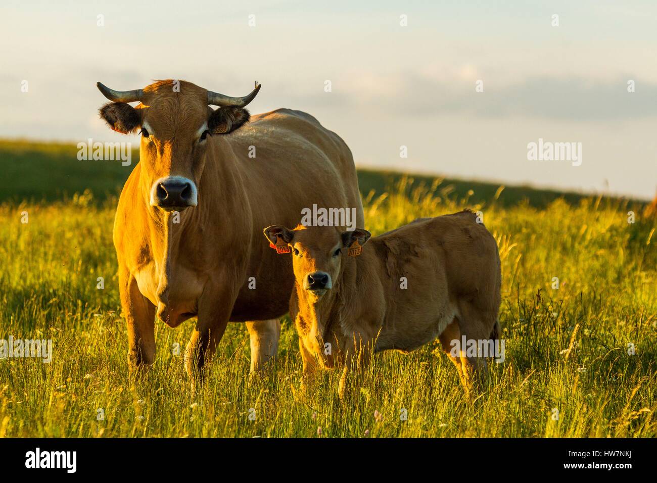 France, LozΦre, Aubrac plateau, Aubrac cow Stock Photo