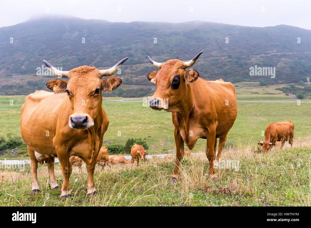 France, Savoie, Mont Cenis, Abondance cows Stock Photo