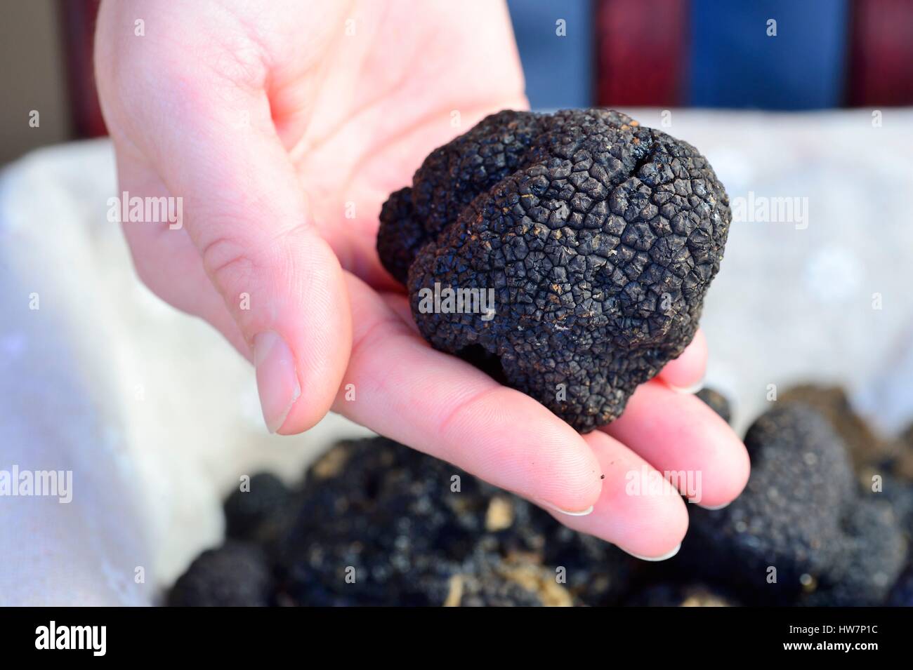 France, Cote d'Or, Cultural landscape of Burgundy climates listed as World Heritage by UNESCO, Nuits-Saint-Georges, l'Or des Valois, truffles of Burgondy (Tuber Uncinatum) Stock Photo