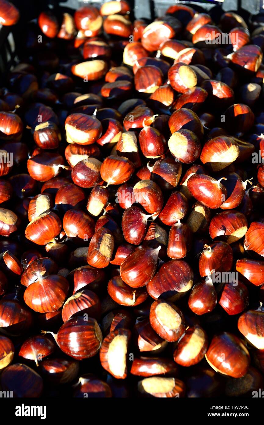 France, Ardeche, Monts d'Ardeche Regional Natural Park, Joyeuse, chestnuts Stock Photo