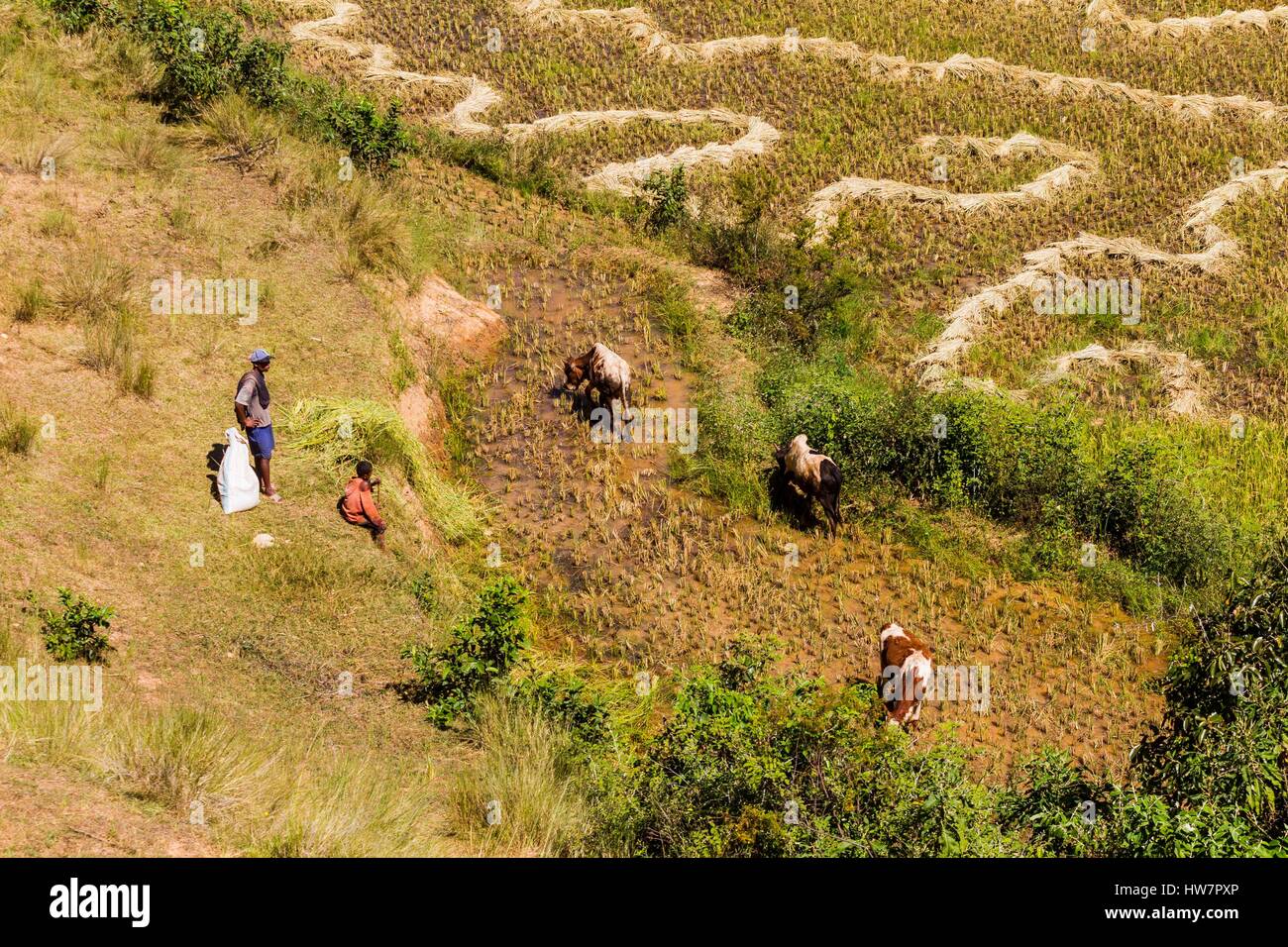 Madagascar, central highlands, ancient province of Antananarivo, Antsirabe and Betafo between, rice fields in the country of Betsileo ethnic group Stock Photo