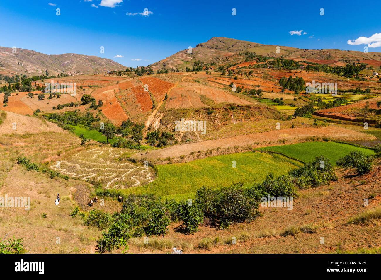 Madagascar, central highlands, ancient province of Antananarivo, Antsirabe and Betafo between, rice fields in the country of Betsileo ethnic group Stock Photo