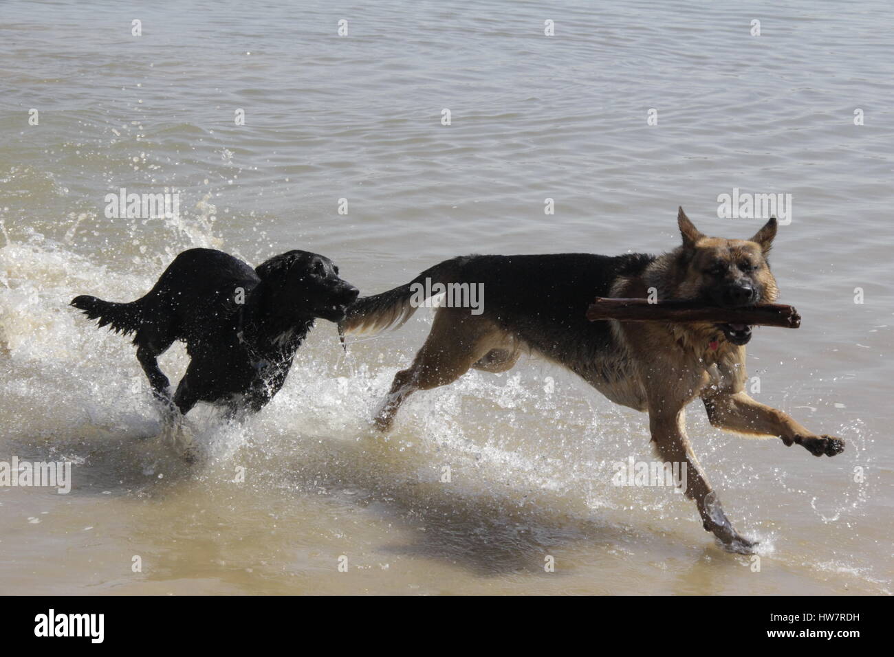 German Shepherd and Black Labrador/Australian Shepherd playing fetch, chasing a stick at the beach, lake, river. Stock Photo