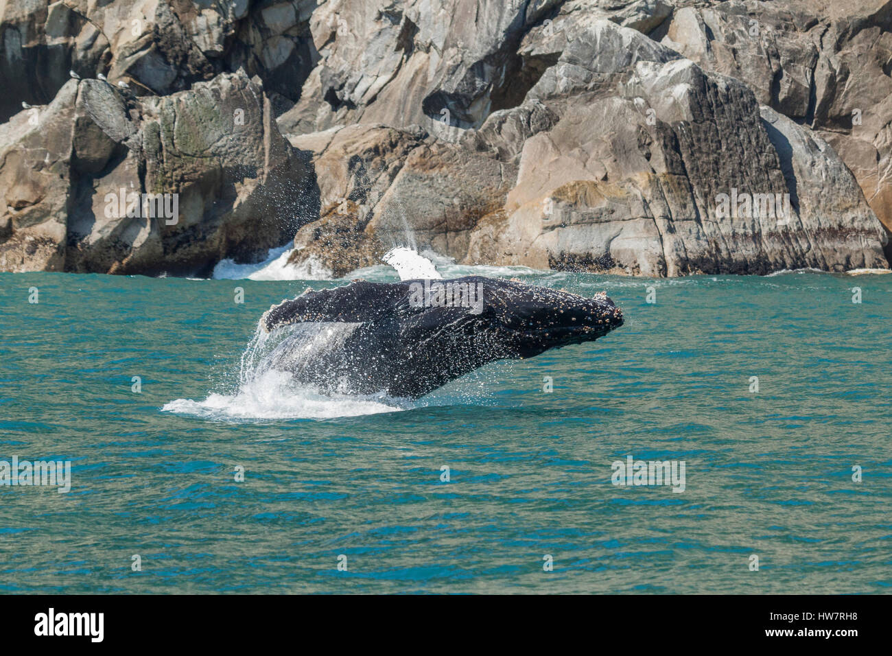 Breaching Breaching humpback whale hi-res stock photography and images - Alamy