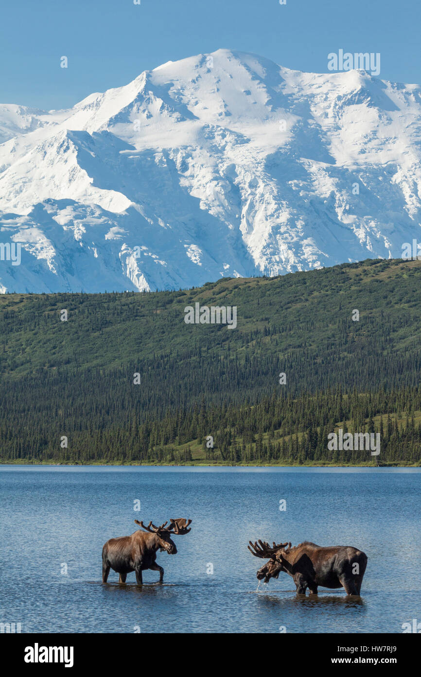 Two bull moose feeding in Wonder Lake with Denali in the background, Denali National Park, Alaska. Stock Photo