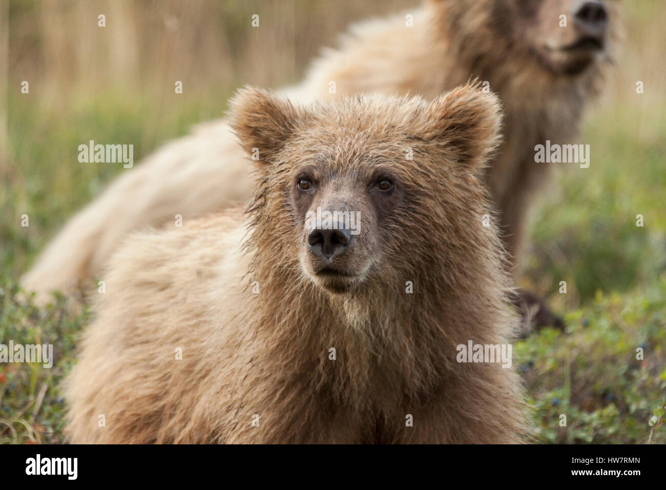 Grizzly bear cubs feeding on blueberries in the rain, Denali National Park, Alaska. Stock Photo