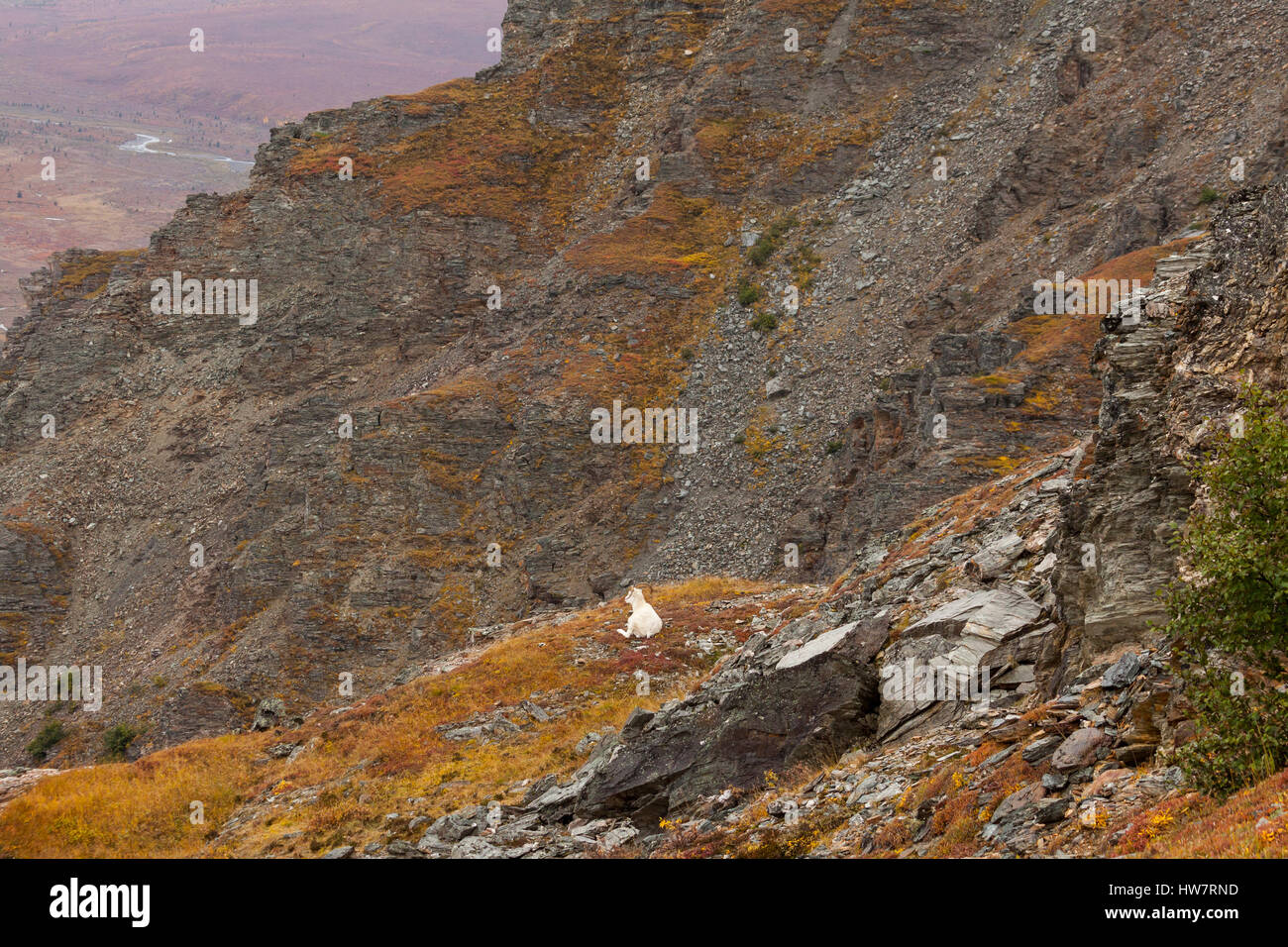 Dall Sheep Ram looking over the valley below in Denali Nationa Park, AK. Stock Photo