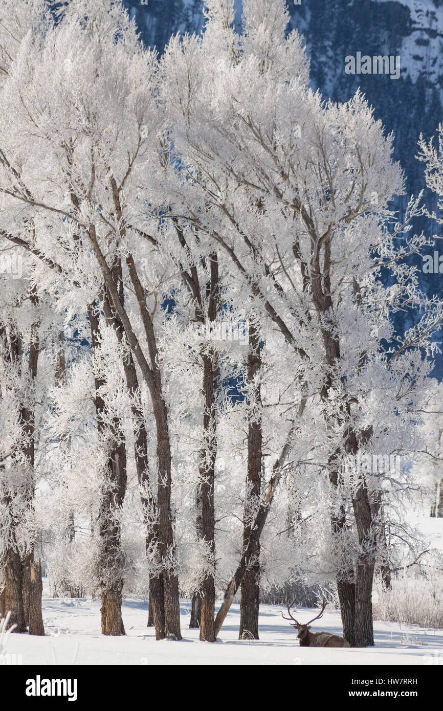 Bull elk under a frozen cottonwood tree in sub-zero weather, Lamar Valley, Yellowstone National Park. Stock Photo