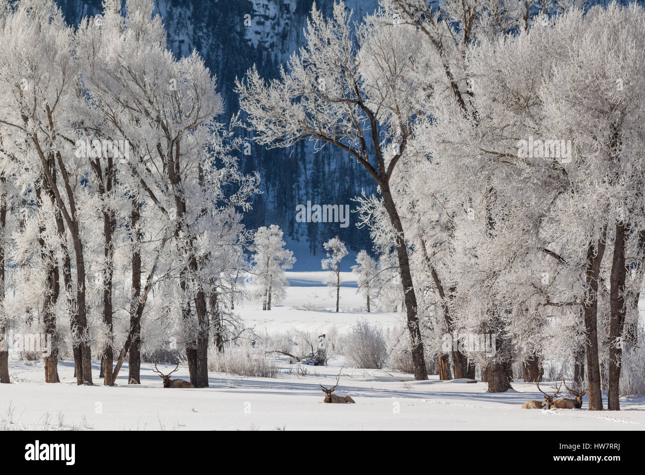Sub-zero morning in Lamar Valley with bull elk relaxing underneath some cottonwood trees, Yellowstone National Park Stock Photo