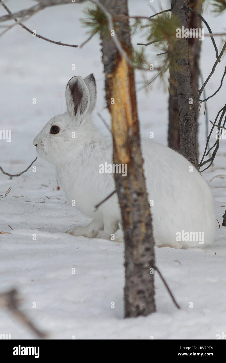 Snowshoe hare in winter camoflage sneaking around the lodgepole pines, Yellowstone National Park. Stock Photo