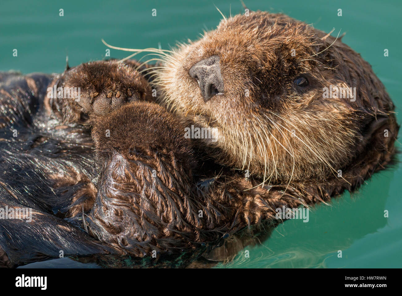 Sea otter floating in Seward harbor, Alaska. Stock Photo